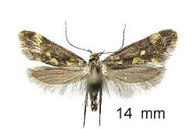 Attēlu rezultāti vaicājumam “Denisia similella”