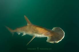 Image result for Sphyrna tiburo