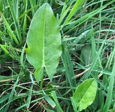 Attēlu rezultāti vaicājumam “Rumex acetosa leaf”