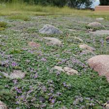 Attēlu rezultāti vaicājumam “Thymus serpyllum”