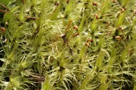 Attēlu rezultāti vaicājumam “Dicranum polysetum sporophyte”