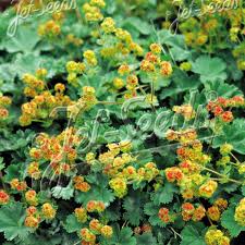 Attēlu rezultāti vaicājumam “Perizoma alchemilla”