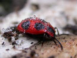 Attēlu rezultāti vaicājumam “Endomychus coccineus”