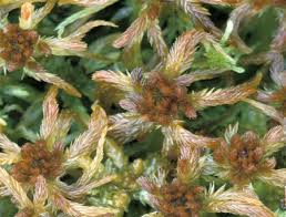 Attēlu rezultāti vaicājumam “Sphagnum balticum”