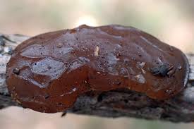 Attēlu rezultāti vaicājumam “Exidia saccharina”