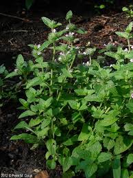Attēlu rezultāti vaicājumam “Clinopodium vulgare leaf”