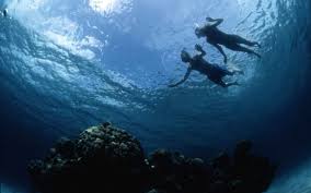 Image result for Wyndley NSC Snorkelling Club