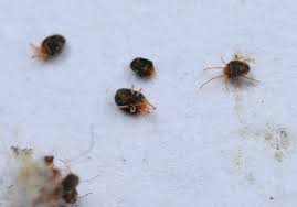 Attēlu rezultāti vaicājumam “Bryobia praetiosa”