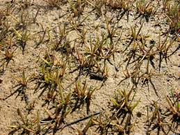 Attēlu rezultāti vaicājumam “Plantago uniflora”