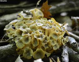 Attēlu rezultāti vaicājumam “Polyporus umbellatus”