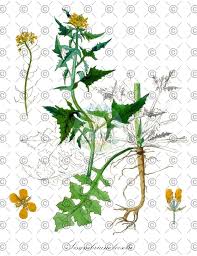 Attēlu rezultāti vaicājumam “Sisymbrium loeselii”