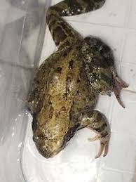 Attēlu rezultāti vaicājumam “Rana temporaria adult”