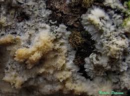 Attēlu rezultāti vaicājumam “Oxyporus corticola”