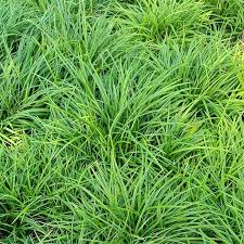 Attēlu rezultāti vaicājumam “Carex pilosa”