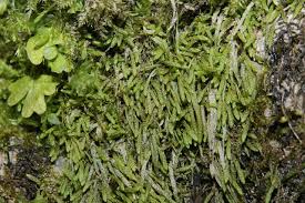 Attēlu rezultāti vaicājumam “Myurella julacea”