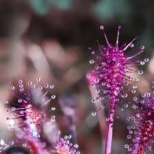 Attēlu rezultāti vaicājumam “Drosera intermedia”