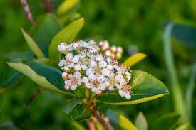 Attēlu rezultāti vaicājumam “Aronia melanocarpa flower”