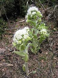 Attēlu rezultāti vaicājumam “Petasites spurius flower”