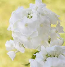 Image result for Phlox (großblumig)