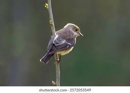 Attēlu rezultāti vaicājumam “Ficedula hypoleuca female”