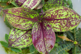 Attēlu rezultāti vaicājumam “Commelinaceae”