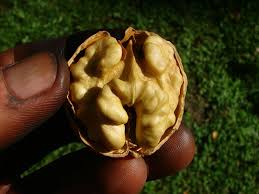 Attēlu rezultāti vaicājumam “Juglans regia fruit”