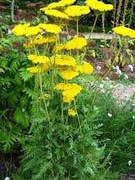 Image result for Achillea filipendulina