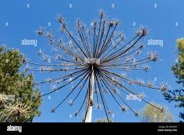 Attēlu rezultāti vaicājumam “Heracleum sosnowskyi leaf”