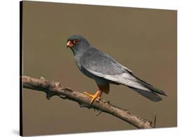 Image result for Falco vespertinus