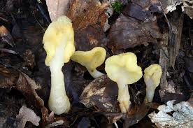 Attēlu rezultāti vaicājumam “Spathularia flavida”