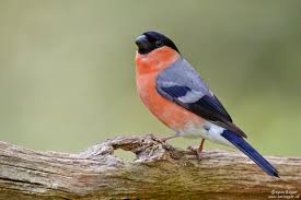 Attēlu rezultāti vaicājumam “Pyrrhula pyrrhula female”