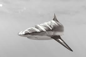 Image result for Carcharhinus
