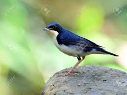 Image result for Luscinia cyane