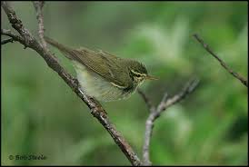 Image result for Phylloscopus borealis