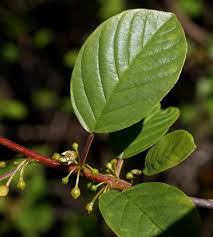 Attēlu rezultāti vaicājumam “Frangula alnus”