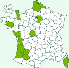 Attēlu rezultāti vaicājumam “Pediasia fascelinella”