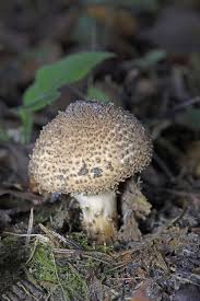 Attēlu rezultāti vaicājumam “Lepiota aspera”