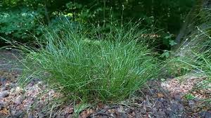 Attēlu rezultāti vaicājumam “Carex remota fruit”