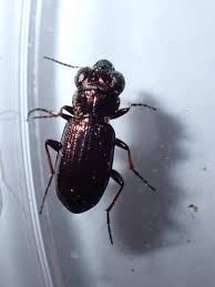 Attēlu rezultāti vaicājumam “Notiophilus germinyi”