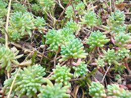 Attēlu rezultāti vaicājumam “Sedum pallidum bud”