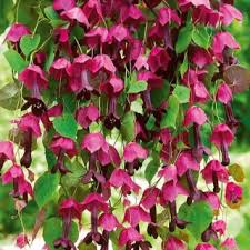 Image result for Rhodochiton atrosanguineum