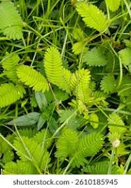 Image result for pohon semalu images