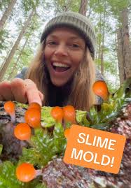 Attēlu rezultāti vaicājumam “Hemitrichia decipiens young”