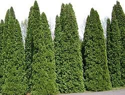 Attēlu rezultāti vaicājumam “Thuja occidentalis”