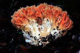 Attēlu rezultāti vaicājumam “Ramaria formosa”