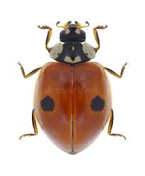 Attēlu rezultāti vaicājumam “Adalia bipunctata”