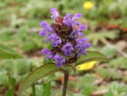 Attēlu rezultāti vaicājumam “Prunella vulgaris flower”