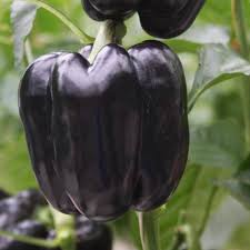 Afbeeldingsresultaat voor purple beauty sweet pepper