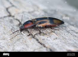 Attēlu rezultāti vaicājumam “Selatosomus cruciatus”