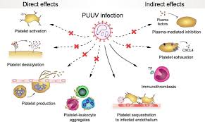 Image result for Sfânta Waltrude